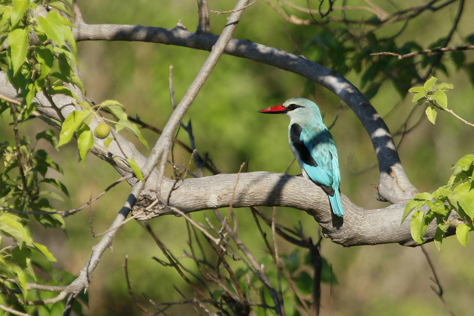 Afrikanischer Eisvogel 