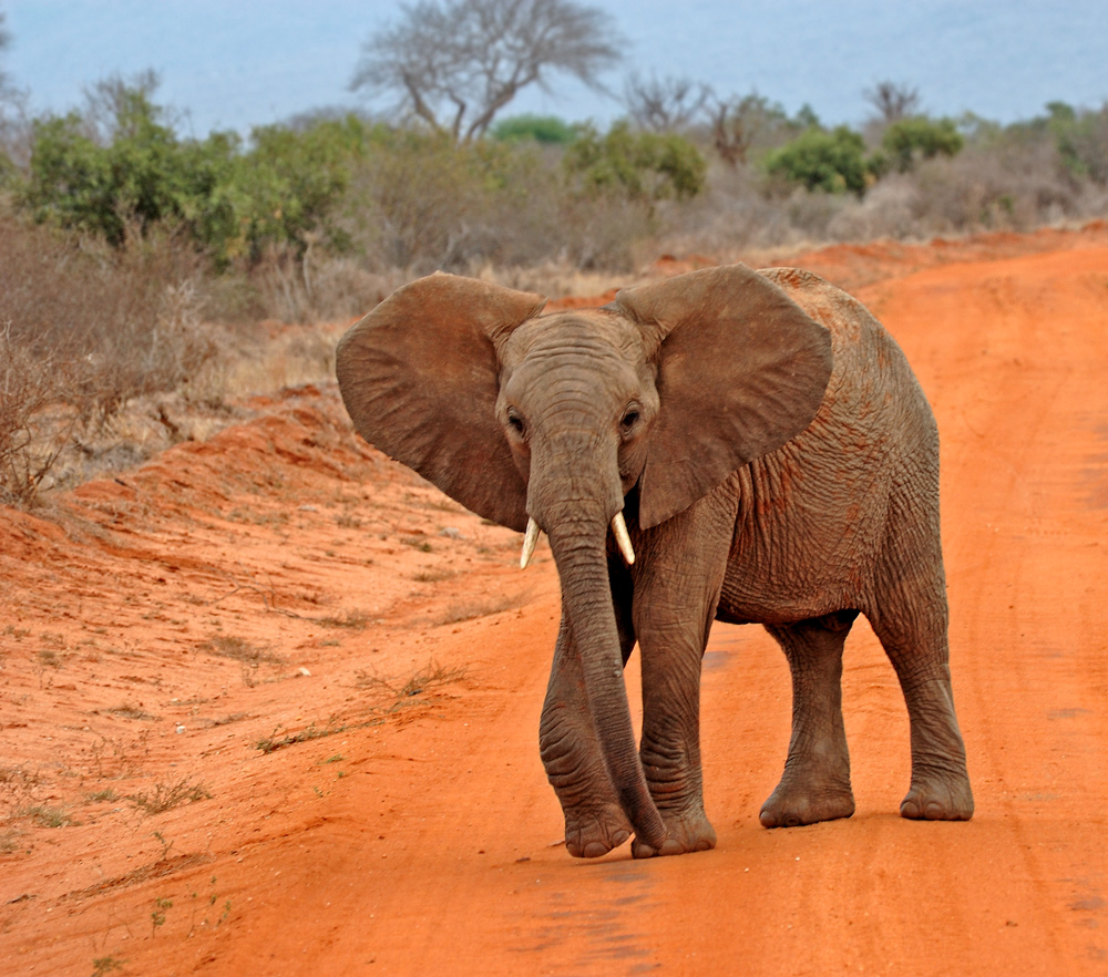 Afrikanischer Elefant - Image & Photo by Madlen H. from Wunderwelten