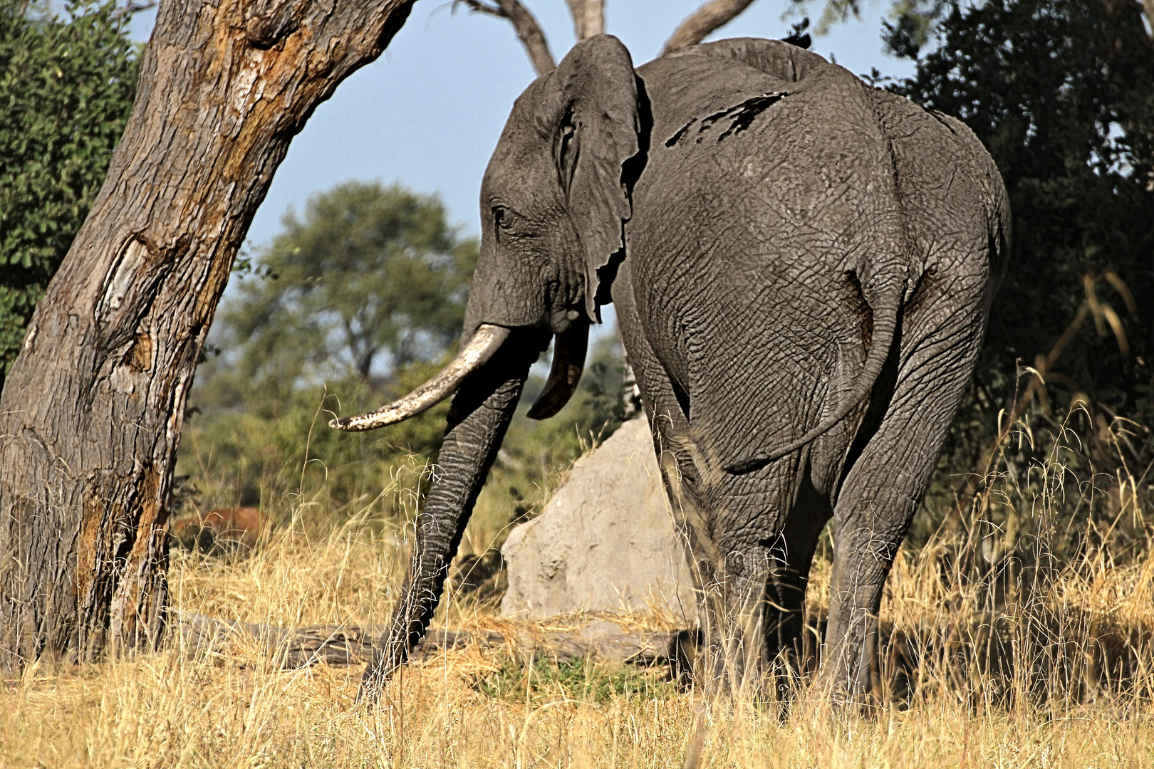 Afrikanischer Elefant Foto & Bild | world, natur, landschaft Bilder auf ...