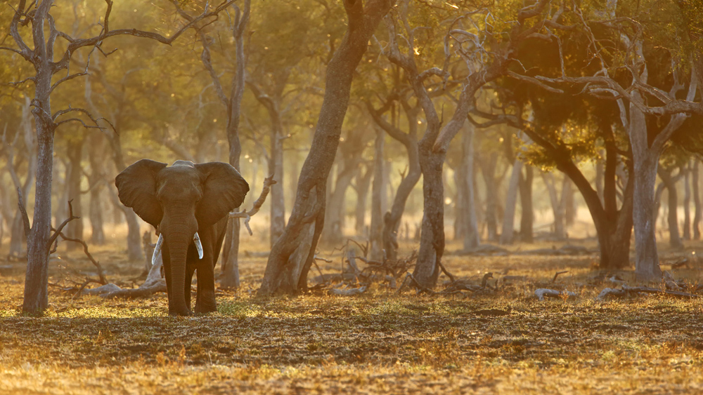 Afrikanischer Elefant