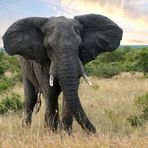 Afrikanischer Elefant