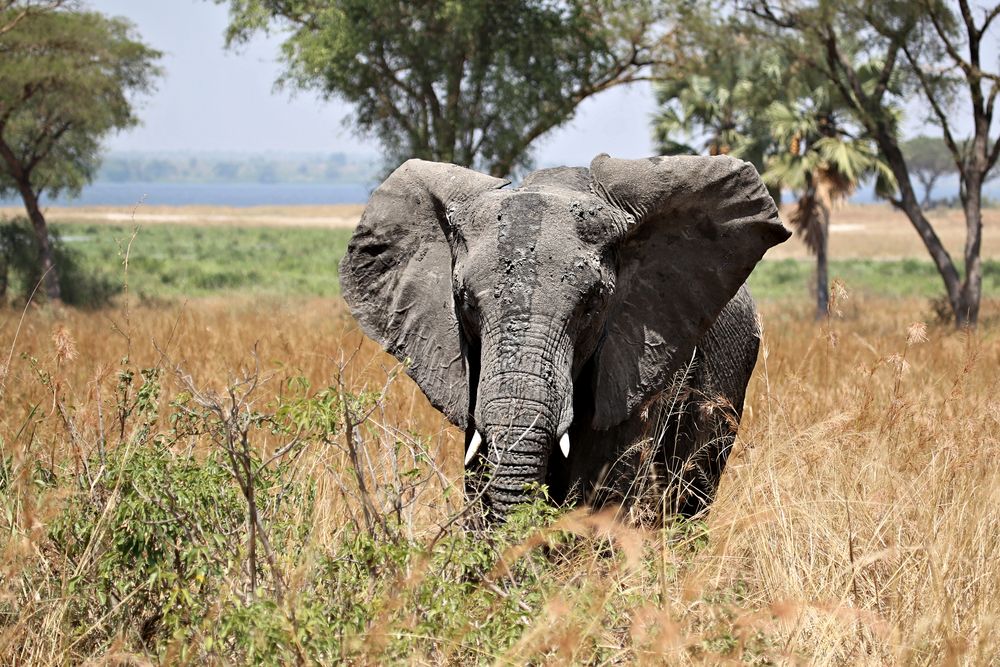 Afrikanischer Elefant