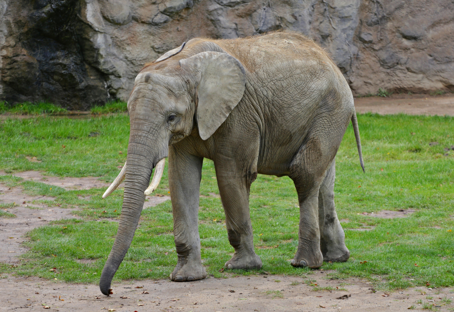 Afrikanischer Elefant