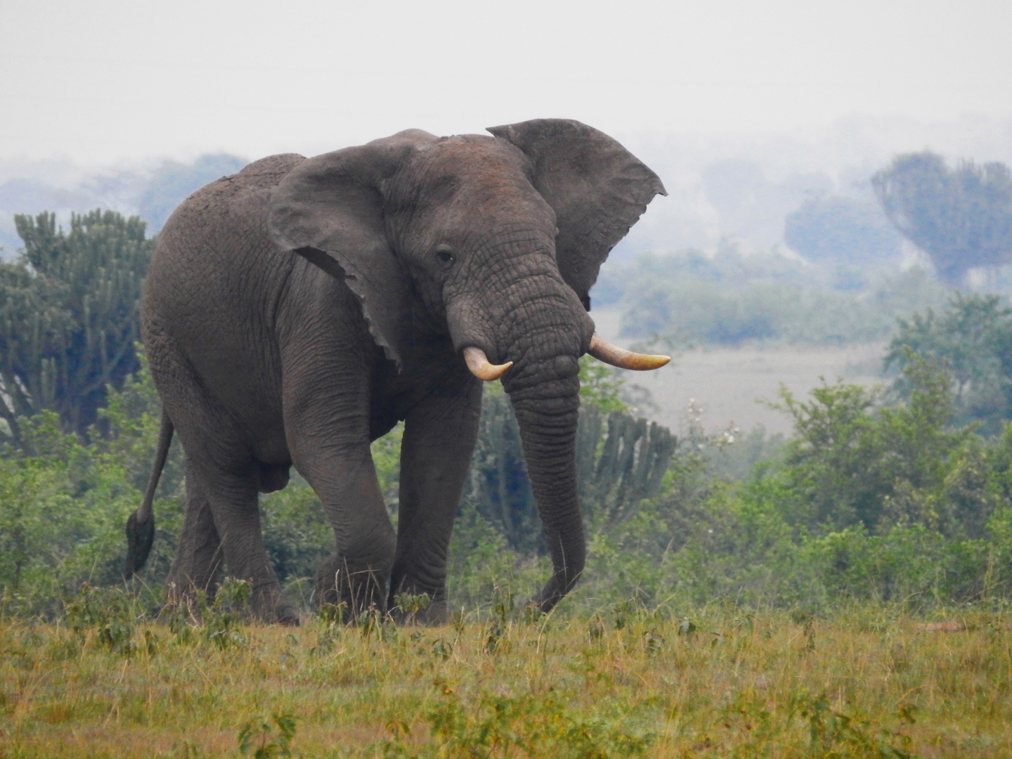 Afrikanischer Elefant