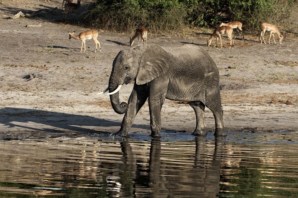 Afrikanischer Elefant Foto & Bild | natur, afrika, tiere Bilder auf