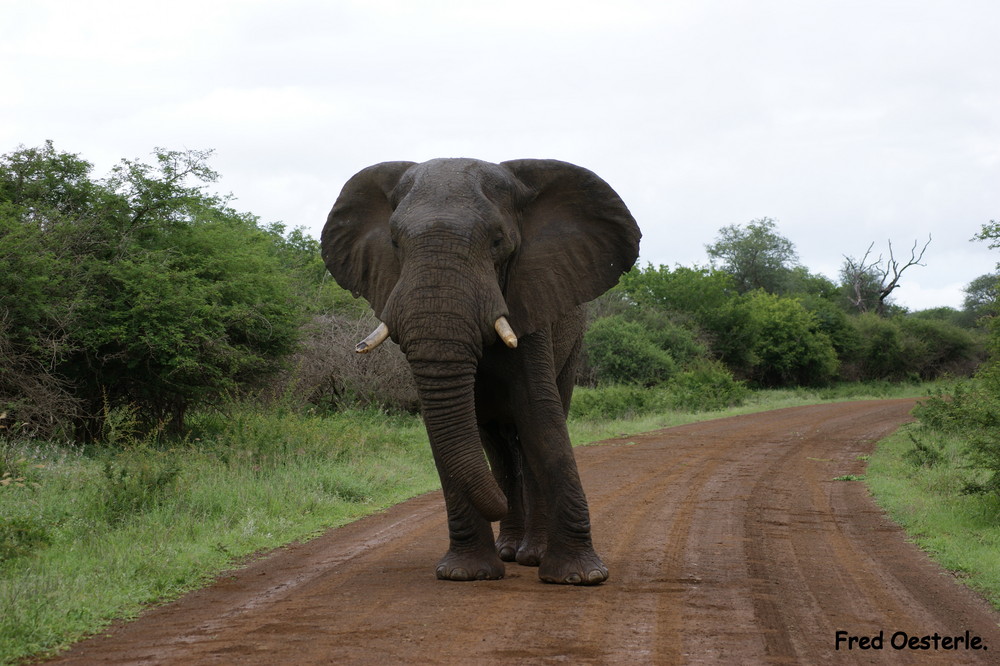 Afrikanischer Elefant.