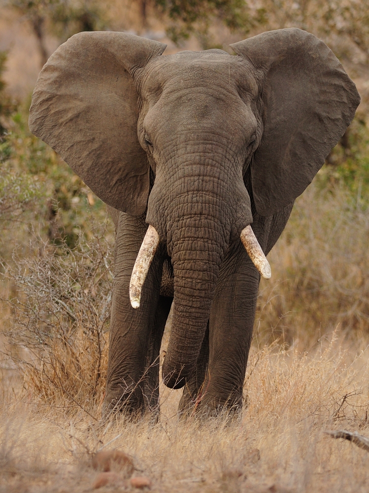 Afrikanischer Elefant Foto & Bild | tiere, wildlife, säugetiere Bilder