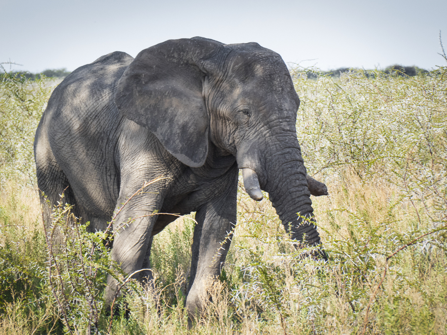 Afrikanischer Elefant