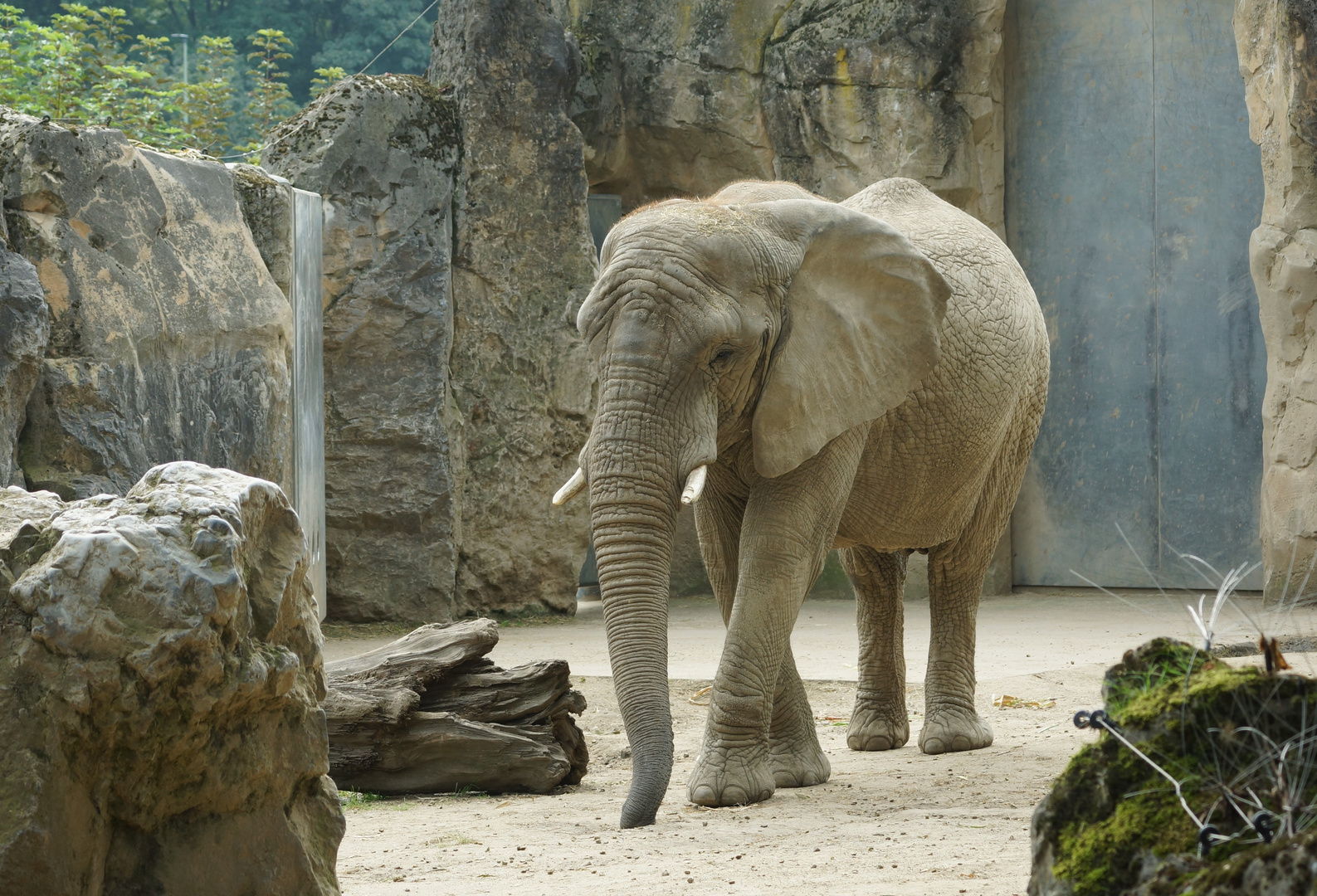 Afrikanischer Elefant