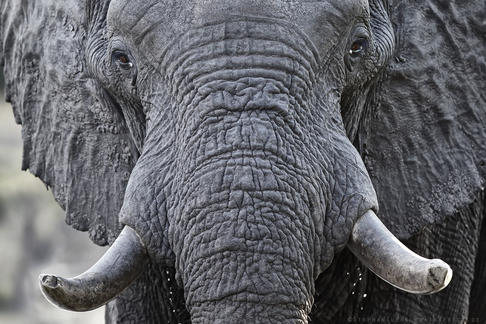 Afrikanischer Elefant -