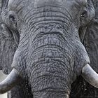 Afrikanischer Elefant -