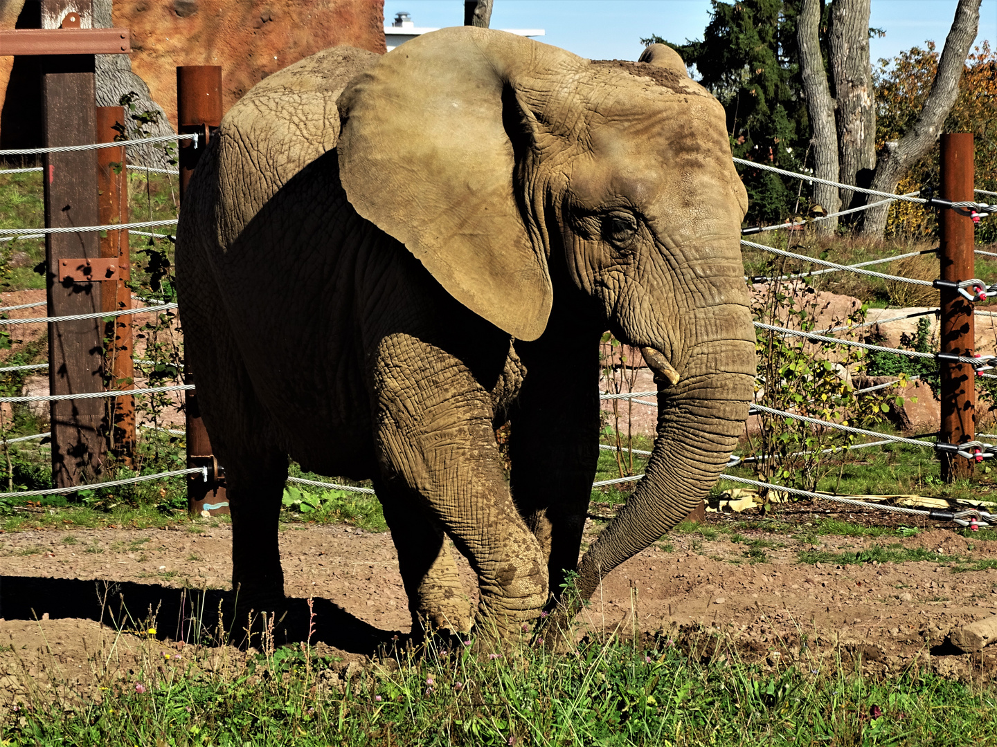  Afrikanischer Elefant