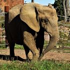  Afrikanischer Elefant