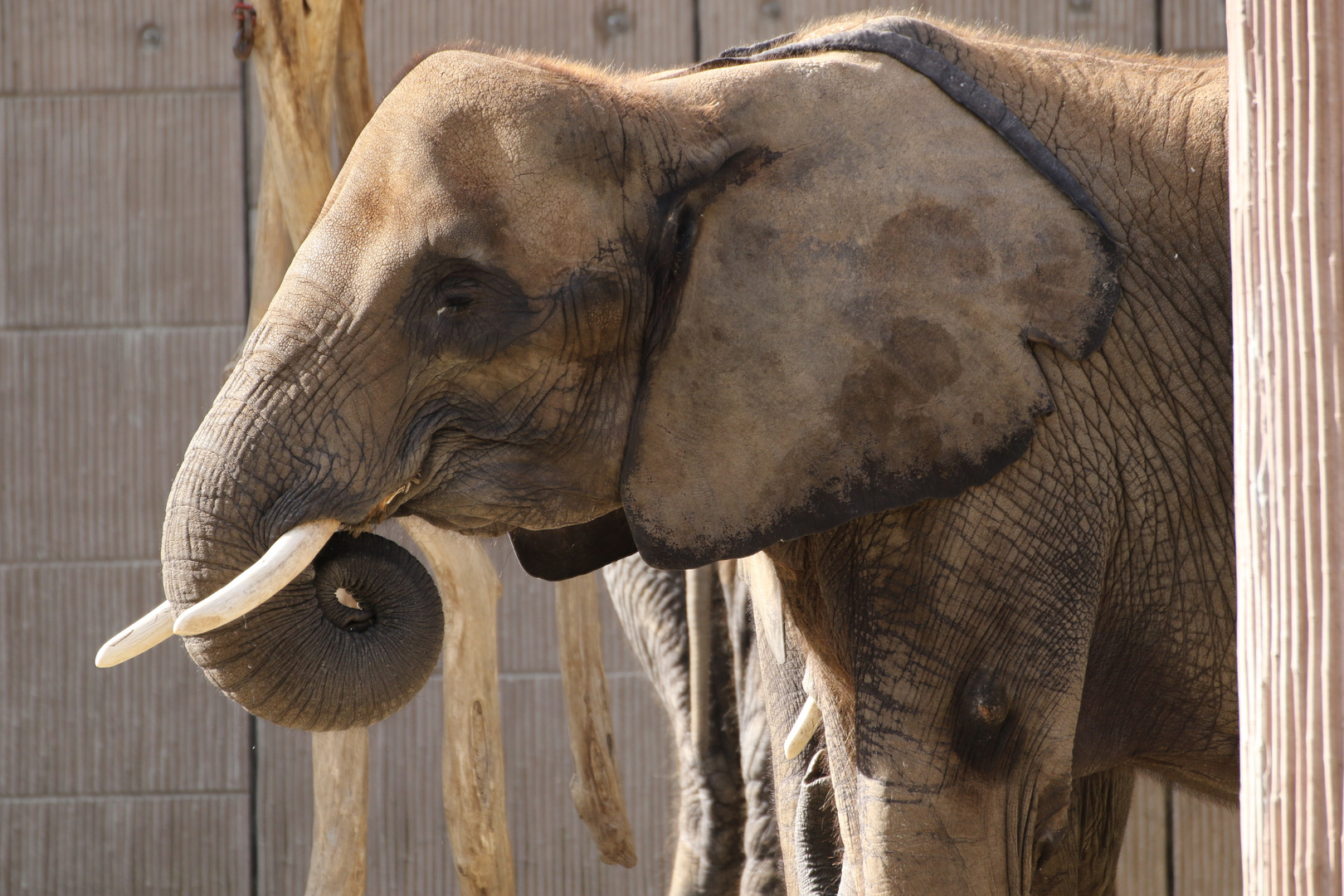 Afrikanischer Elefant