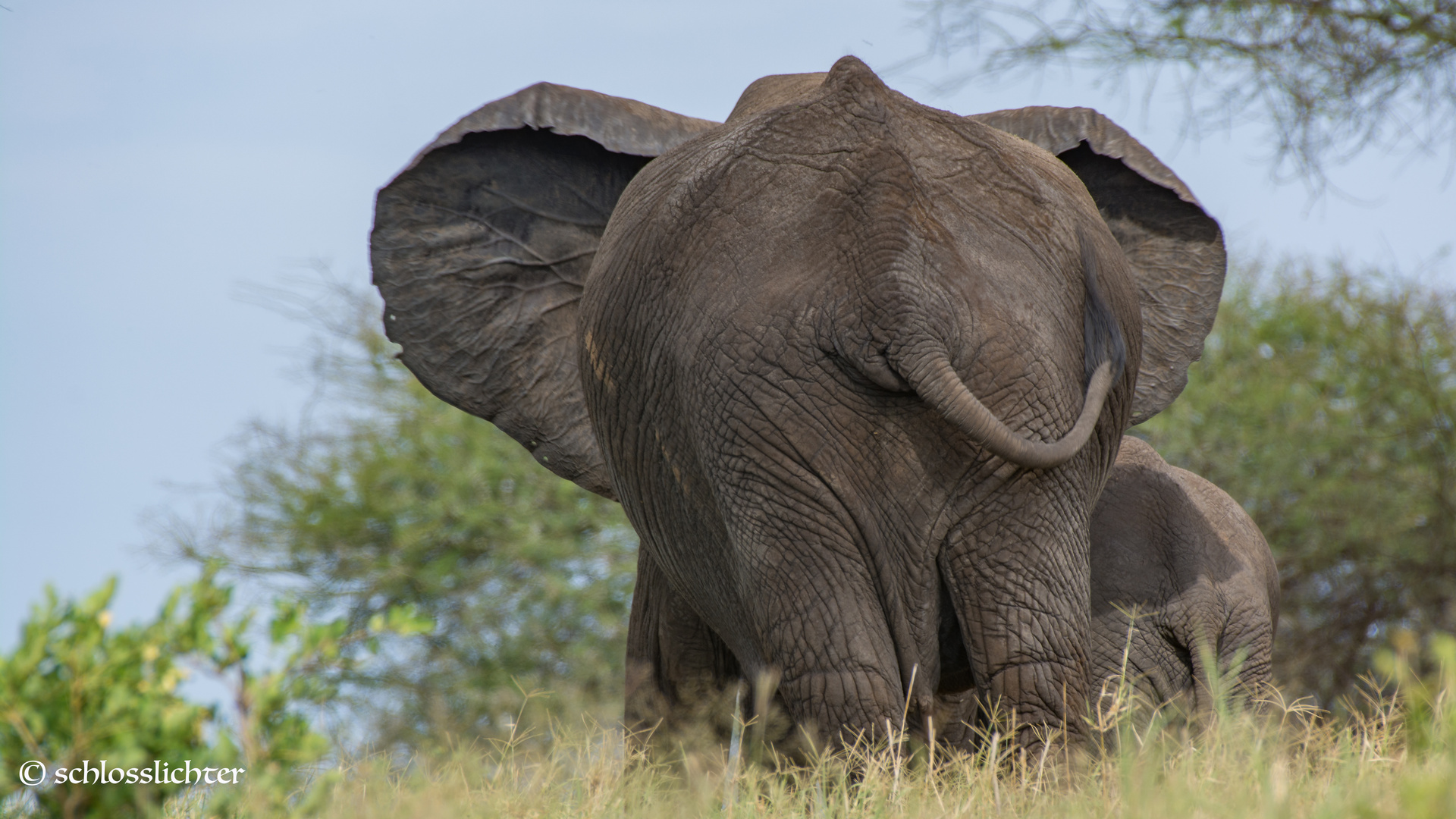 Afrikanischer Elefant