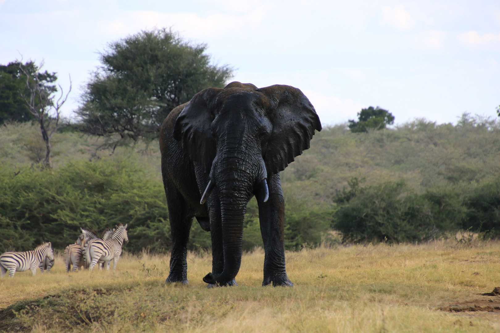 Afrikanischer Elefant