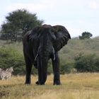 Afrikanischer Elefant