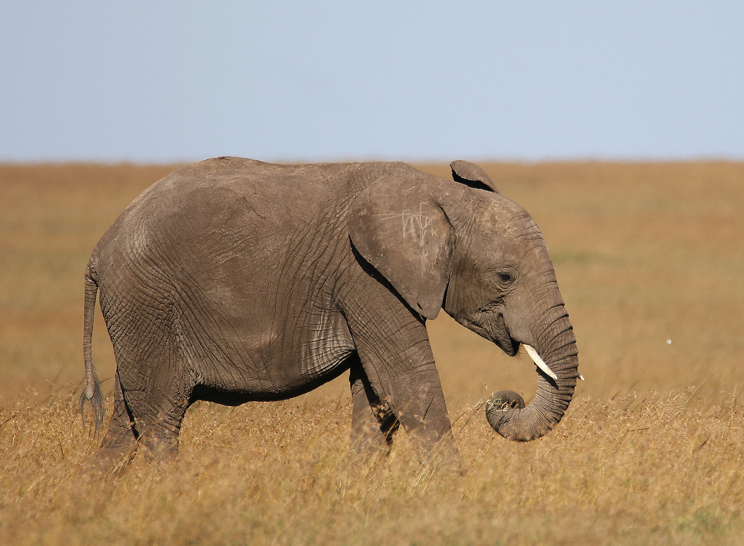 Afrikanischer Elefant - auch der Lütte will mal alleine auf die Platte