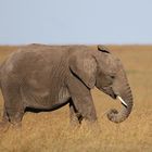 Afrikanischer Elefant - auch der Lütte will mal alleine auf die Platte gebannt werden