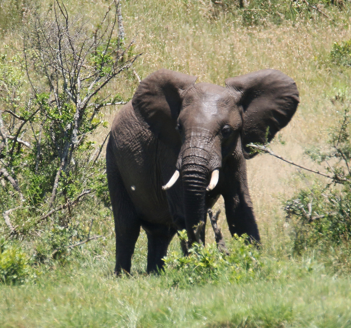 Afrikanischer Elefant auf dem Weg zum planschen