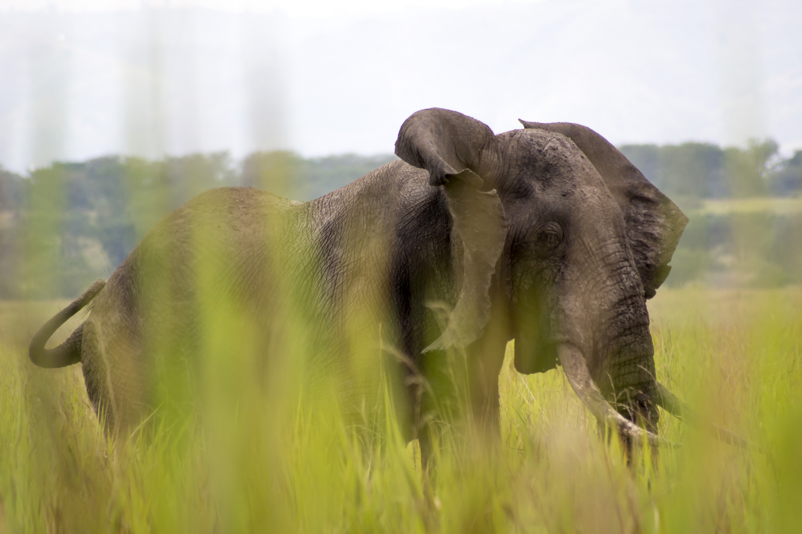 Afrikanischer Elefant