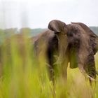 Afrikanischer Elefant