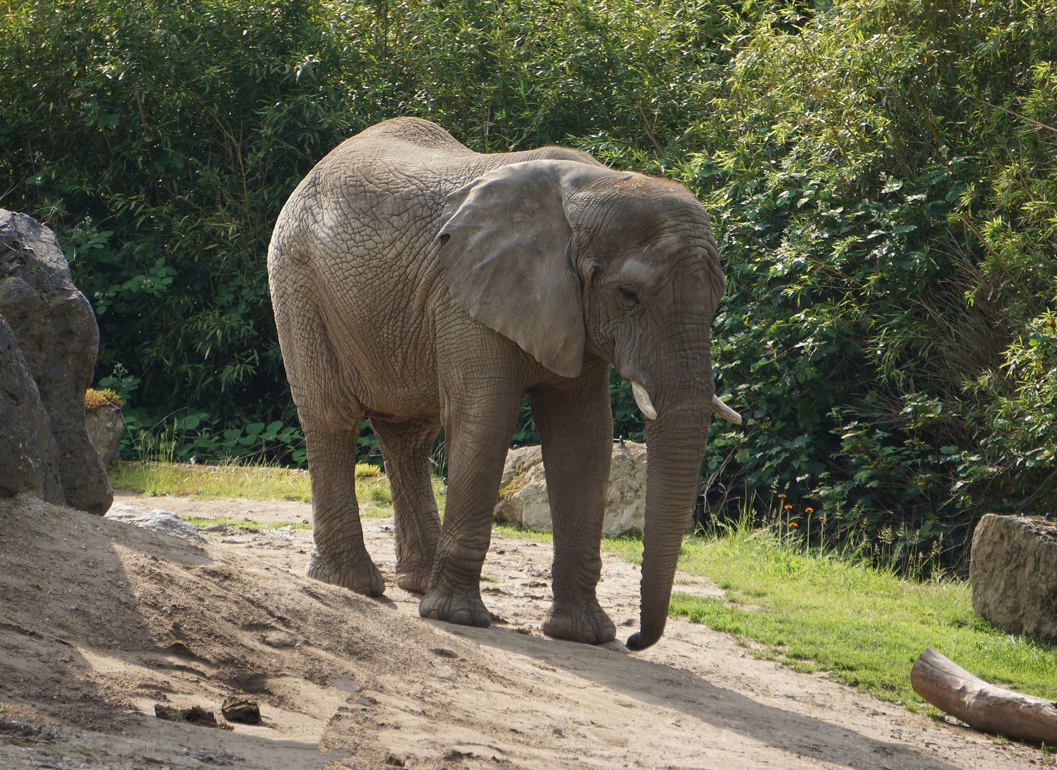 Afrikanischer Elefant