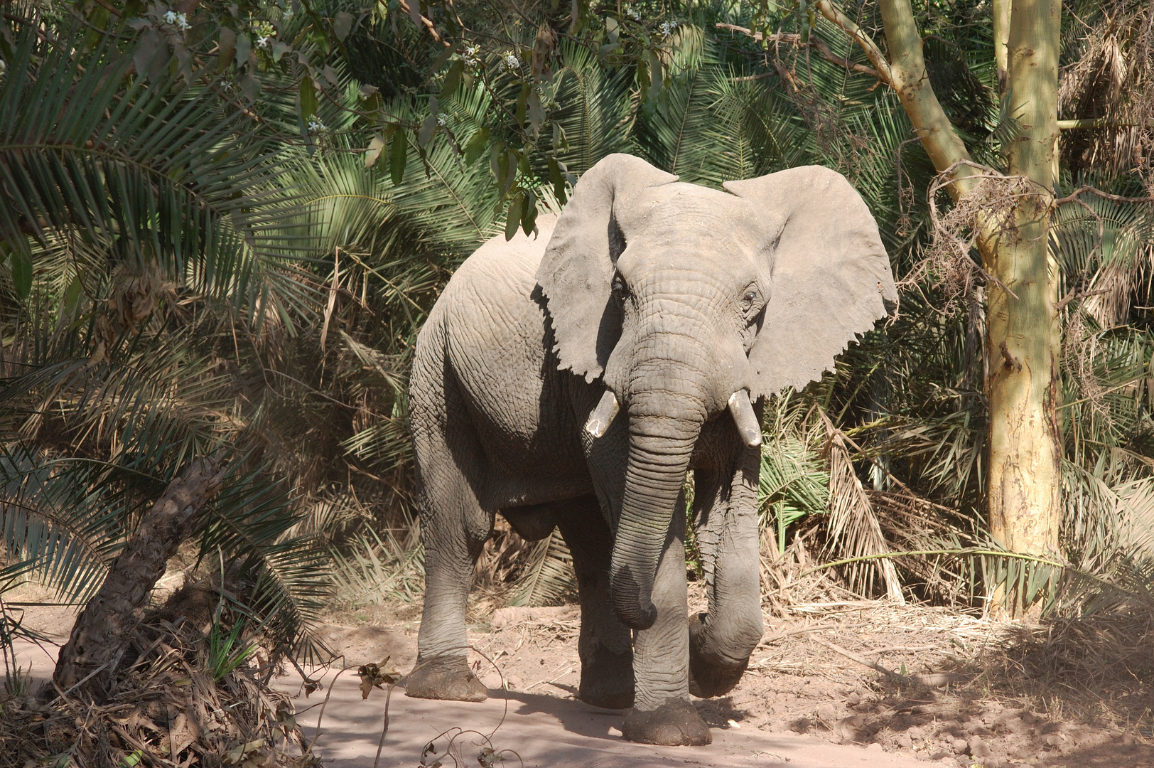 afrikanischer Elefant