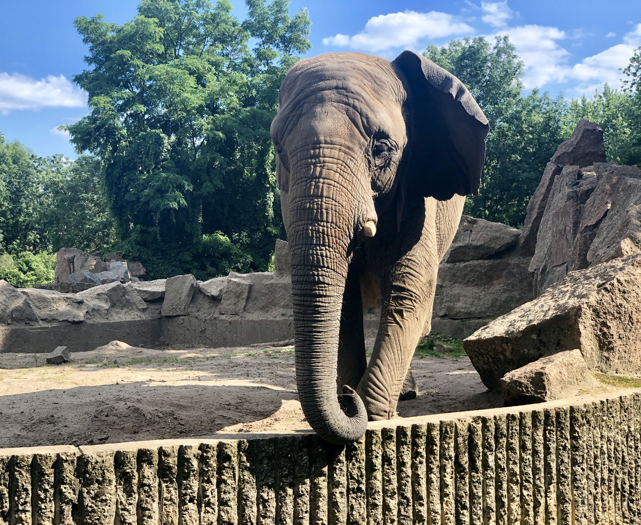 Afrikanischer Elefant