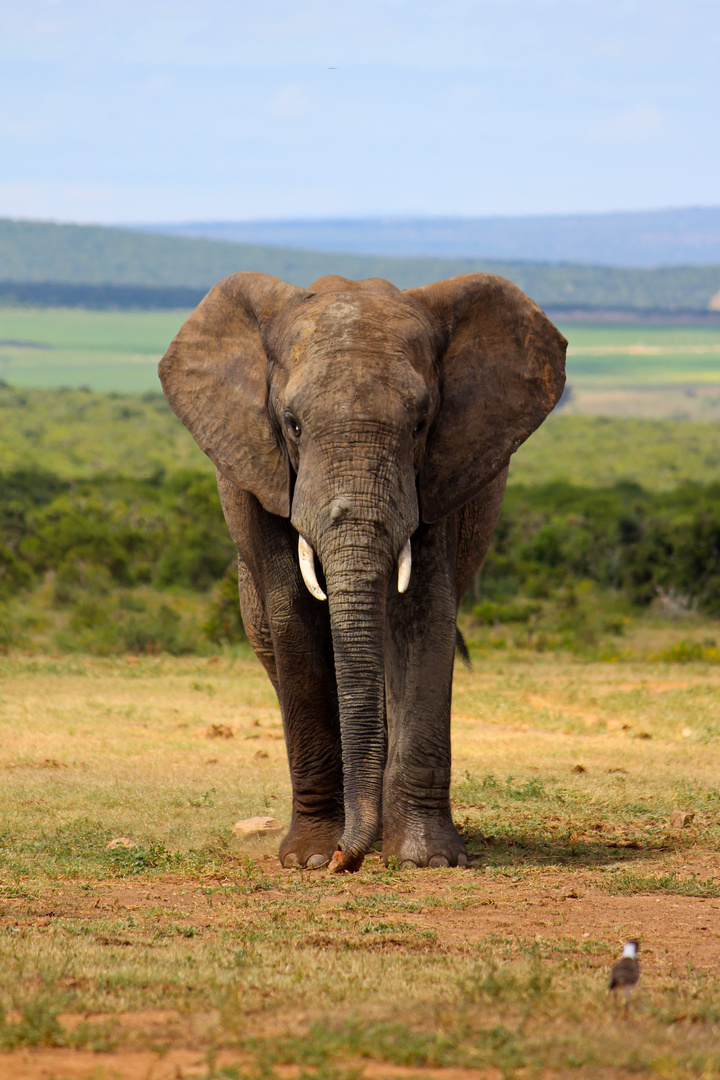 Bild Afrikanischer Elefant: A Majestic Creature