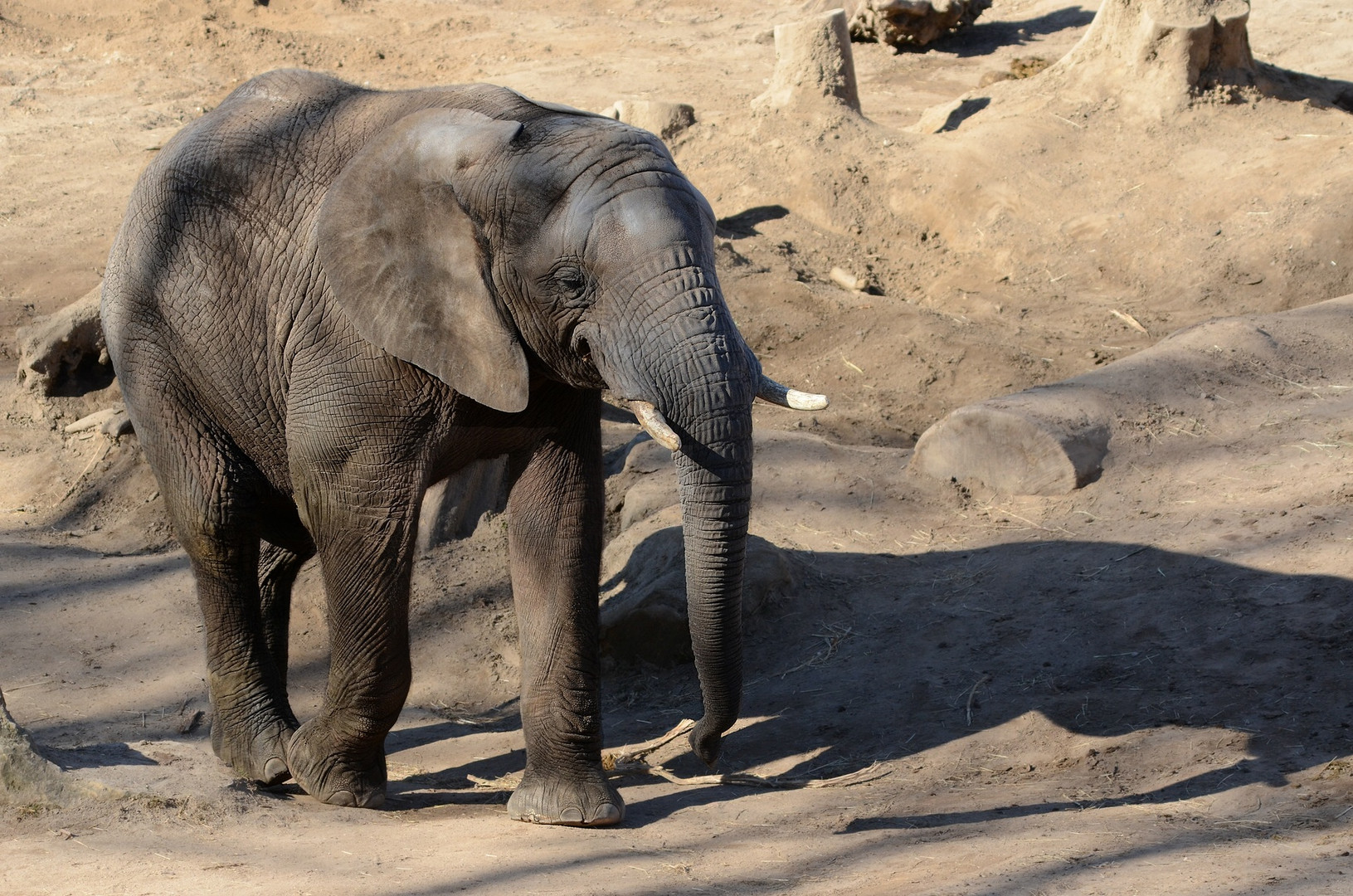 Bild Afrikanischer Elefant: A Majestic Creature