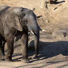 Afrikanischer Elefant