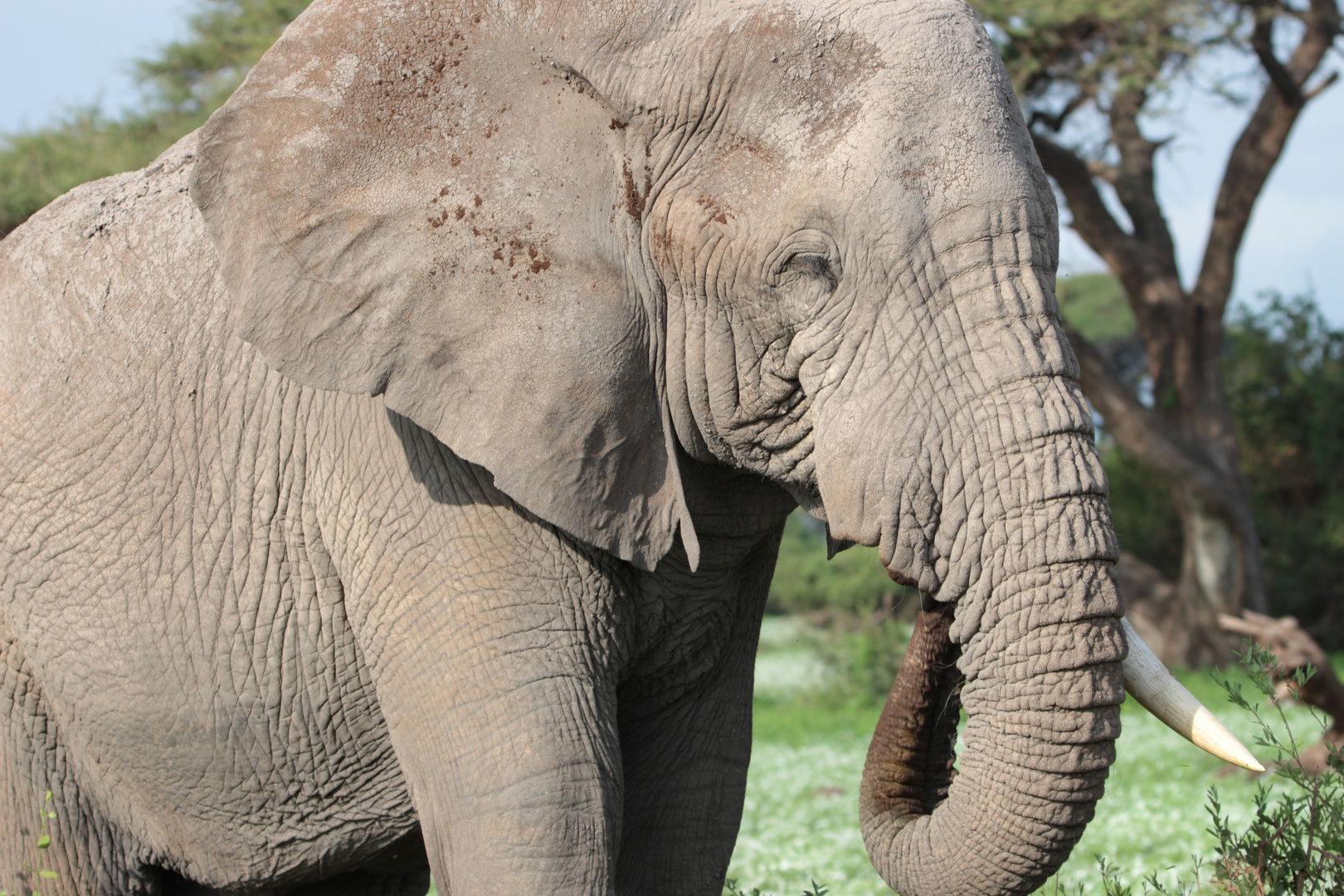 Afrikanischer Elefant im Nationalpark Amboseli (Kenia)