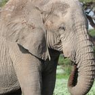 Afrikanischer Elefant im Nationalpark Amboseli (Kenia)