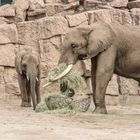 Afrikanischer Elefant im Tierpark Berlin