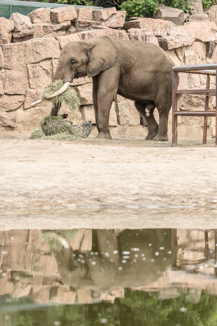 Afrikanischer Elefant im Tierpark Berlin
