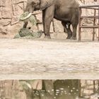 Afrikanischer Elefant im Tierpark Berlin