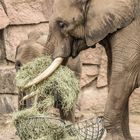 Afrikanischer Elefant im Tierpark Berlin