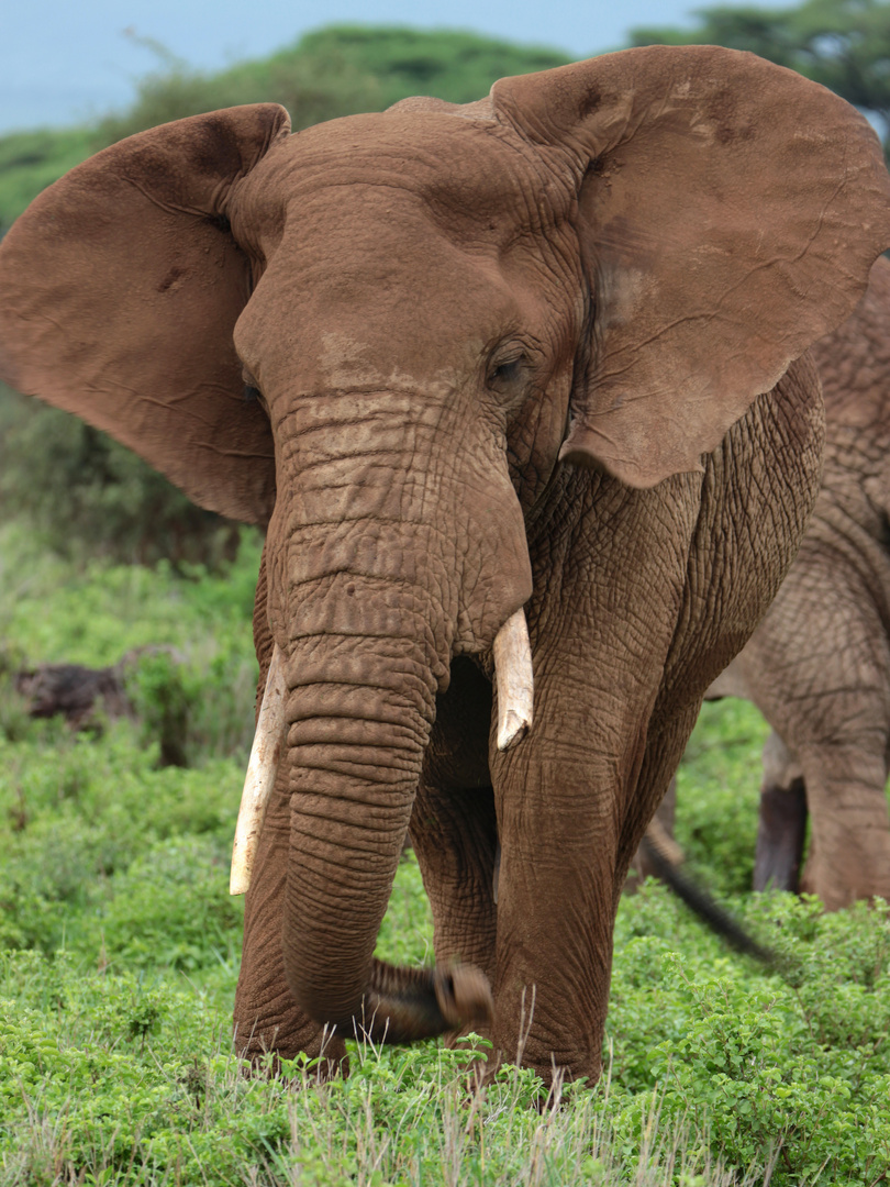 Afrikanischer Elefant (Kenia)