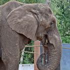 Afrikanischer Elefant (Loxodonta africana)