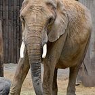 Afrikanischer Elefant (Loxodonta africana)