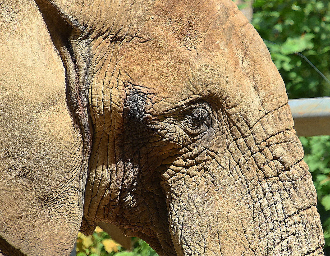 Afrikanischer Elefant (Loxodonta africana)