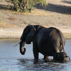 Afrikanischer Elefant (Loxodonta africana) (4)