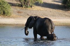 Afrikanischer Elefant (Loxodonta africana) (4)