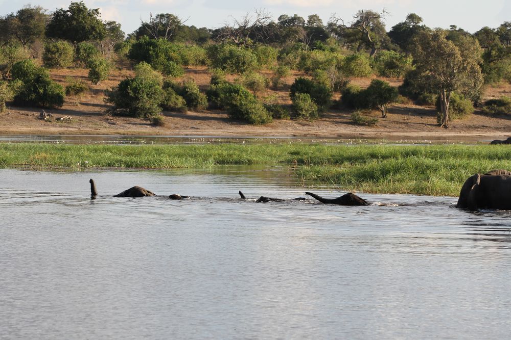 Afrikanischer Elefant (Loxodonta africana) (5)