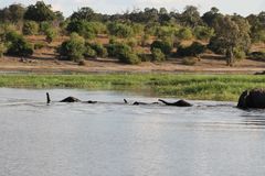 Afrikanischer Elefant (Loxodonta africana) (5)