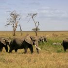 Afrikanischer Elefant (Loxodonta africana) (6)