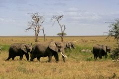 Afrikanischer Elefant (Loxodonta africana) (6)