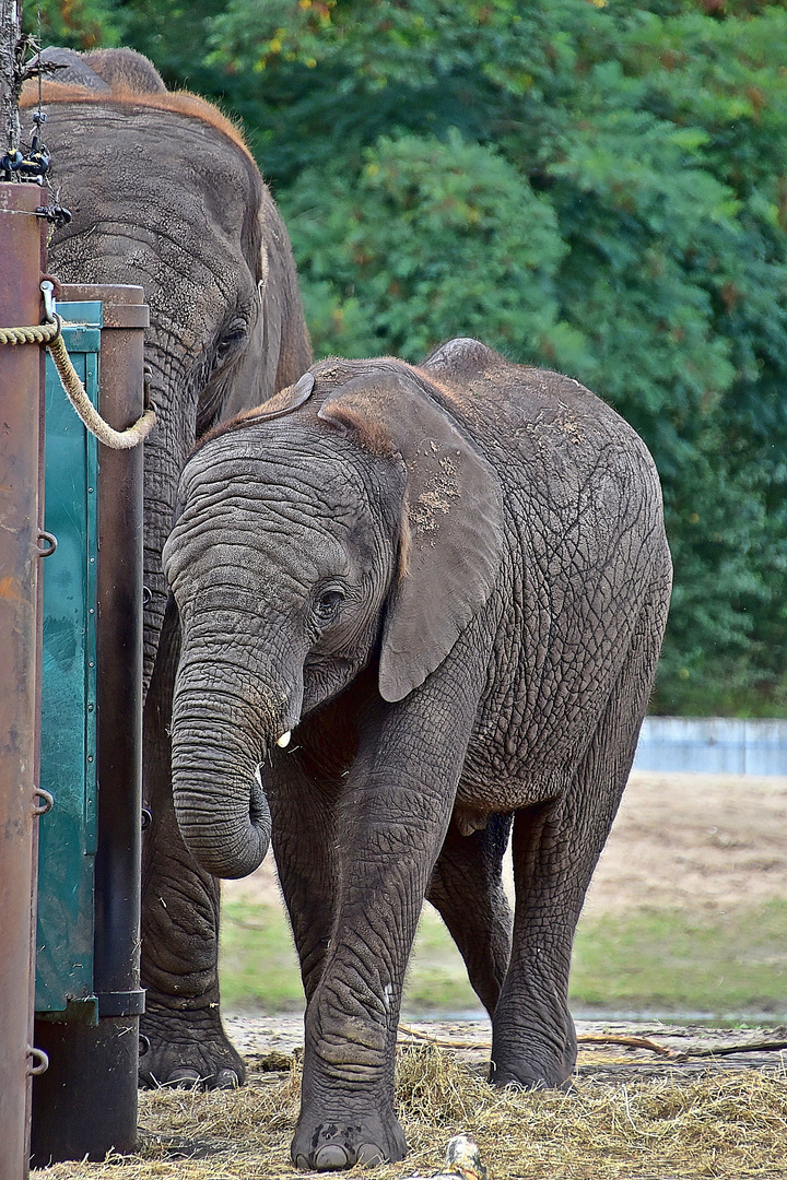 Afrikanischer Elefant (Loxodonta africana)