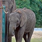 Afrikanischer Elefant (Loxodonta africana)